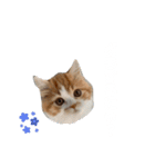 きにゃこまだ子猫（個別スタンプ：6）