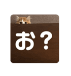きにゃこまだ子猫（個別スタンプ：7）