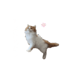 きにゃこまだ子猫（個別スタンプ：8）