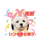 まゆみちゃんの家族（個別スタンプ：29）