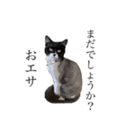 シンプルクロ猫（個別スタンプ：1）