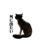 シンプルクロ猫（個別スタンプ：2）