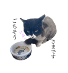 シンプルクロ猫（個別スタンプ：3）