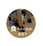 シンプルクロ猫（個別スタンプ：5）