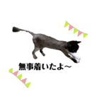シンプルクロ猫（個別スタンプ：6）