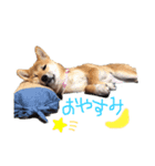 雑種犬モコと柴犬こん（個別スタンプ：2）