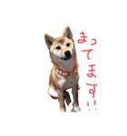 雑種犬モコと柴犬こん（個別スタンプ：3）