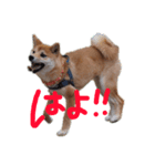 雑種犬モコと柴犬こん（個別スタンプ：4）