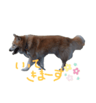 雑種犬モコと柴犬こん（個別スタンプ：5）