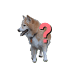 雑種犬モコと柴犬こん（個別スタンプ：6）