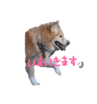 雑種犬モコと柴犬こん（個別スタンプ：7）