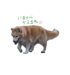 雑種犬モコと柴犬こん（個別スタンプ：8）