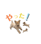 三浦サンタのスタンプ3（個別スタンプ：11）