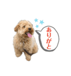 三浦サンタのスタンプ3（個別スタンプ：12）
