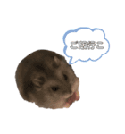 まるちゃんずすたんぷ2（個別スタンプ：4）