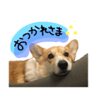 ★charmくんの日常（個別スタンプ：1）