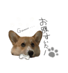 ★charmくんの日常（個別スタンプ：5）