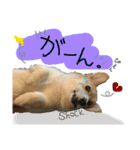 ★charmくんの日常（個別スタンプ：8）