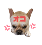 フレブル大吉くんその3（個別スタンプ：1）