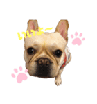 フレブル大吉くんその3（個別スタンプ：4）