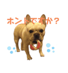 フレブル大吉くんその3（個別スタンプ：6）