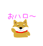 家のこんちゃん（個別スタンプ：1）