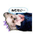 シーズーのもんちゃん（個別スタンプ：5）