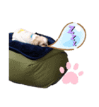 シーズーのもんちゃん（個別スタンプ：6）