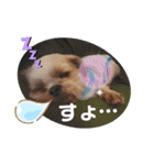 シーズーのもんちゃん（個別スタンプ：7）