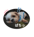 シーズーのもんちゃん（個別スタンプ：8）