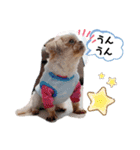 シーズーのもんちゃん（個別スタンプ：9）