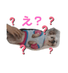 シーズーのもんちゃん（個別スタンプ：10）