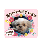 シーズーのもんちゃん（個別スタンプ：13）