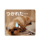 シーズーのもんちゃん（個別スタンプ：17）