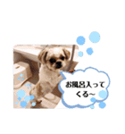 シーズーのもんちゃん（個別スタンプ：20）