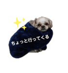 シーズーのもんちゃん（個別スタンプ：21）