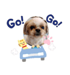 シーズーのもんちゃん（個別スタンプ：22）