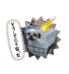 シーズーのもんちゃん（個別スタンプ：24）