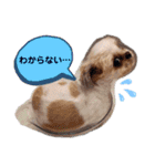 シーズーのもんちゃん（個別スタンプ：25）