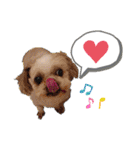 シーズーのもんちゃん（個別スタンプ：26）
