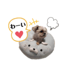シーズーのもんちゃん（個別スタンプ：27）
