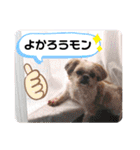 シーズーのもんちゃん（個別スタンプ：30）