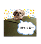 シーズーのもんちゃん（個別スタンプ：33）