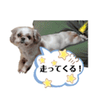 シーズーのもんちゃん（個別スタンプ：34）