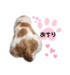 シーズーのもんちゃん（個別スタンプ：36）