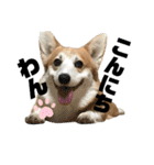 オリバー！！！（個別スタンプ：1）