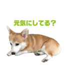 オリバー！！！（個別スタンプ：13）