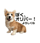 オリバー！！！（個別スタンプ：31）