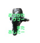 バル＆Yell（個別スタンプ：8）