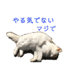 一言ネコ#0（個別スタンプ：4）